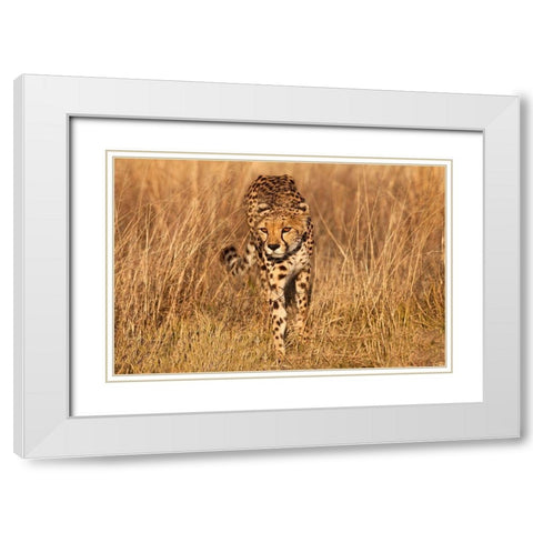 Kenya-Masai Mara National Reserve Cheetah close-up at sunset White Modern Wood Framed Art Print with Double Matting by Jaynes Gallery