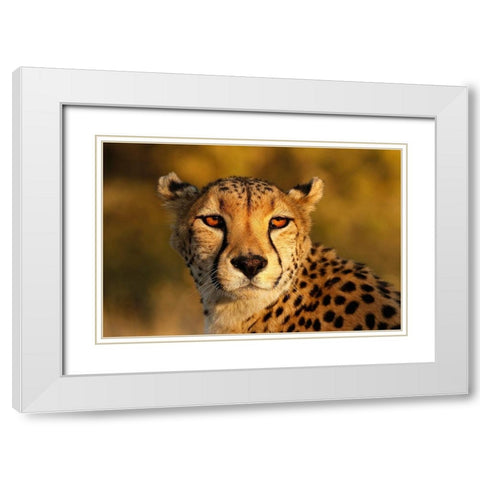 Kenya-Masai Mara National Reserve Cheetah close-up at sunset White Modern Wood Framed Art Print with Double Matting by Jaynes Gallery