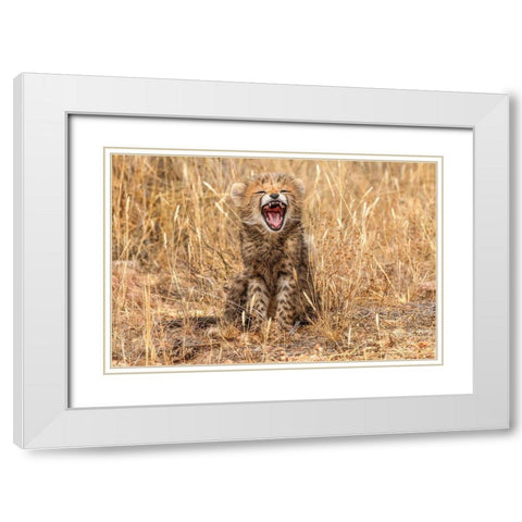 Kenya-Masai Mara National Reserve Close-up of cheetah cub yawning White Modern Wood Framed Art Print with Double Matting by Jaynes Gallery