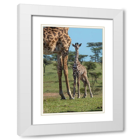Kenya-Kenya-Masai Mara Conservancy Group of adult giraffes Mother and newborn giraffe close-up White Modern Wood Framed Art Print with Double Matting by Jaynes Gallery