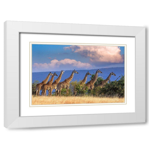 Kenya-Masai Mara Conservancy Group of adult giraffes White Modern Wood Framed Art Print with Double Matting by Jaynes Gallery