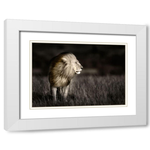 Kenya-Masai Mara National Reserve Abstract of male lion standing in field White Modern Wood Framed Art Print with Double Matting by Jaynes Gallery