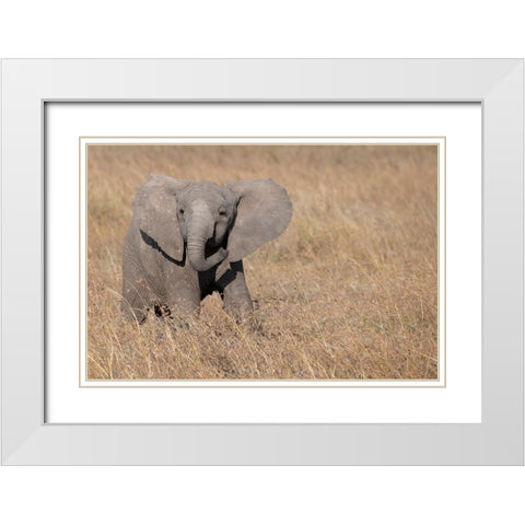 Africa-Kenya-Ol Pejeta Conservancy-Baby African elephant White Modern Wood Framed Art Print with Double Matting by Hopkins, Cindy Miller