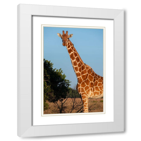 Africa-Kenya-Ol Pejeta Conservancy-Reticulated giraffe with yellow-billed oxpeckers White Modern Wood Framed Art Print with Double Matting by Hopkins, Cindy Miller