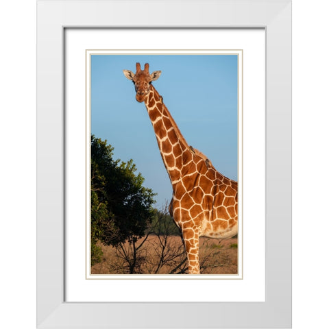 Africa-Kenya-Ol Pejeta Conservancy-Reticulated giraffe with yellow-billed oxpeckers White Modern Wood Framed Art Print with Double Matting by Hopkins, Cindy Miller