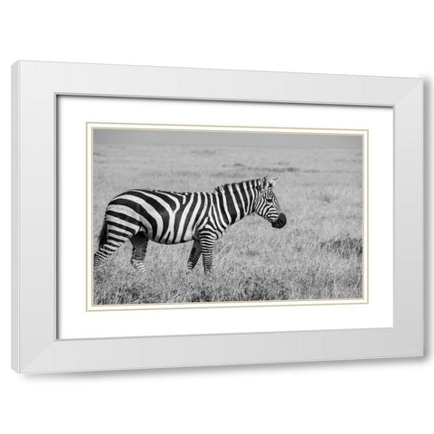 Africa-Kenya-Ol Pejeta Conservancy-Bruchells zebra-Equus burchellii-in grassland habitat, White Modern Wood Framed Art Print with Double Matting by Hopkins, Cindy Miller