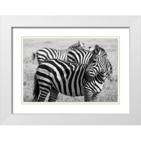 Africa-Kenya-Ol Pejeta Conservancy-Bruchells zebra-Equus burchellii-in grassland habitat White Modern Wood Framed Art Print with Double Matting by Hopkins, Cindy Miller