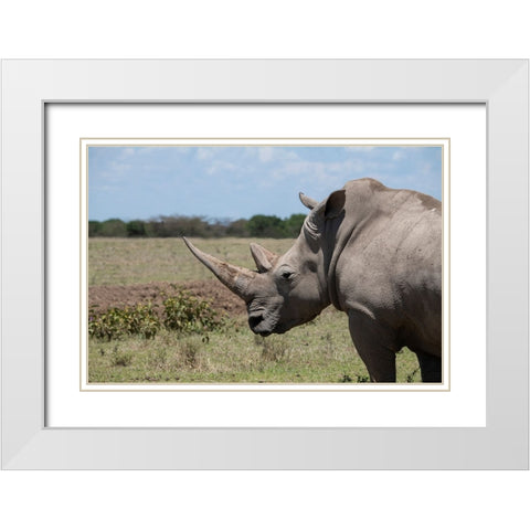 Africa-Kenya-Ol Pejeta Conservancy-One the last 2 critically endangered Northern white rhinos White Modern Wood Framed Art Print with Double Matting by Hopkins, Cindy Miller