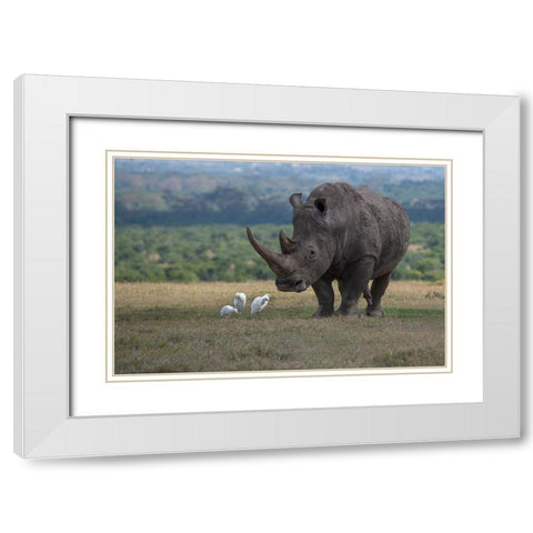 Africa-Kenya-Ol Pejeta-Southern white rhinoceros-Ceratotherium simum simum-with cattle egrets White Modern Wood Framed Art Print with Double Matting by Hopkins, Cindy Miller