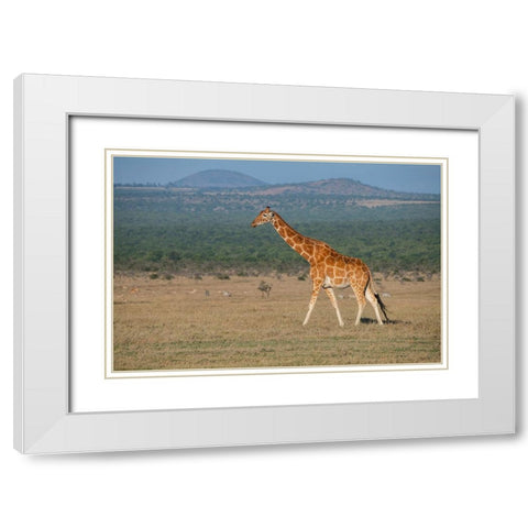 Africa-Kenya-Ol Pejeta Conservancy-Reticulated giraffe Endangered species White Modern Wood Framed Art Print with Double Matting by Hopkins, Cindy Miller