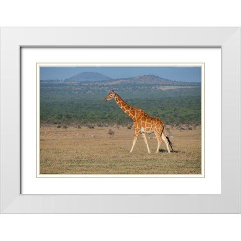 Africa-Kenya-Ol Pejeta Conservancy-Reticulated giraffe Endangered species White Modern Wood Framed Art Print with Double Matting by Hopkins, Cindy Miller