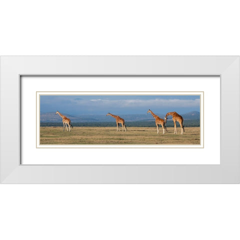 Africa-Kenya-Ol Pejeta Conservancy-Herd of Reticulated giraffe-Endangered species White Modern Wood Framed Art Print with Double Matting by Hopkins, Cindy Miller