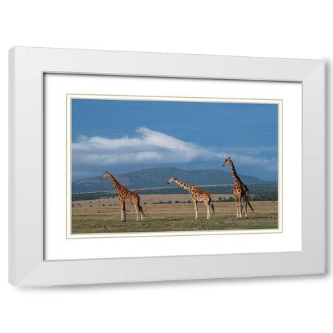 Africa-Kenya-Northern Frontier District-Ol Pejeta Conservancy-Reticulated giraffe White Modern Wood Framed Art Print with Double Matting by Hopkins, Cindy Miller