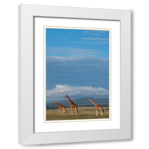 Africa-Kenya-Northern Frontier District-Ol Pejeta Conservancy-Reticulated giraffes White Modern Wood Framed Art Print with Double Matting by Hopkins, Cindy Miller