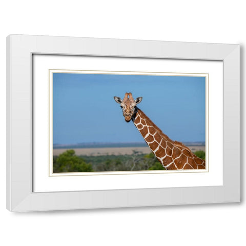 Africa-Kenya-Laikipia Plateau-Ol Pejeta Conservancy-Reticulated giraffe Endangered species White Modern Wood Framed Art Print with Double Matting by Hopkins, Cindy Miller