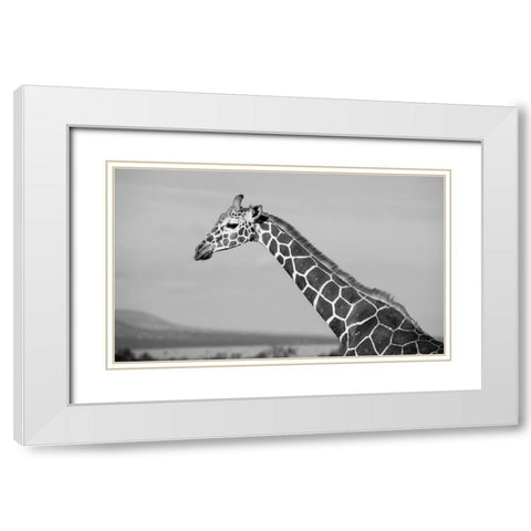 Africa-Kenya-Ol Pejeta Conservancy-Reticulated giraffe Endangered species White Modern Wood Framed Art Print with Double Matting by Hopkins, Cindy Miller