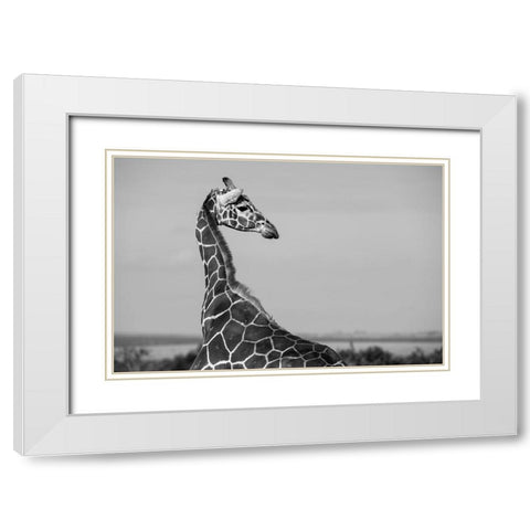 Africa-Kenya-Ol Pejeta Conservancy-Reticulated giraffe Endangered species White Modern Wood Framed Art Print with Double Matting by Hopkins, Cindy Miller