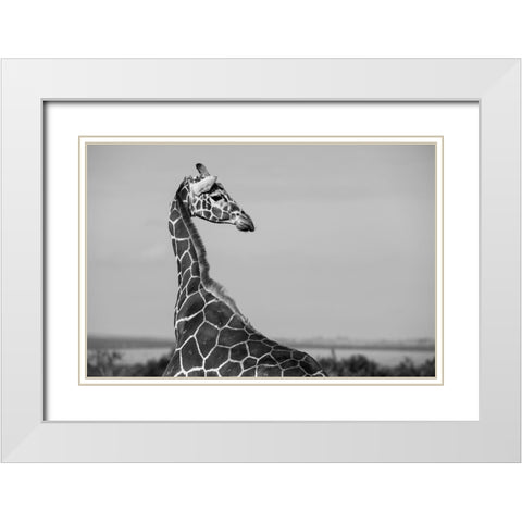 Africa-Kenya-Ol Pejeta Conservancy-Reticulated giraffe Endangered species White Modern Wood Framed Art Print with Double Matting by Hopkins, Cindy Miller