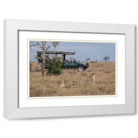 Africa-Kenya-Ol Pejeta Conservancy-Safari jeep with male cheetahs-endangered species White Modern Wood Framed Art Print with Double Matting by Hopkins, Cindy Miller