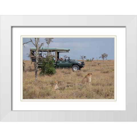 Africa-Kenya-Ol Pejeta Conservancy-Safari jeep with male cheetahs-endangered species White Modern Wood Framed Art Print with Double Matting by Hopkins, Cindy Miller