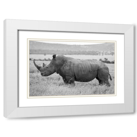 Africa-Kenya-Laikipia Plateau-Ol Pejeta Conservancy-Southern white rhinocero-lone male White Modern Wood Framed Art Print with Double Matting by Hopkins, Cindy Miller