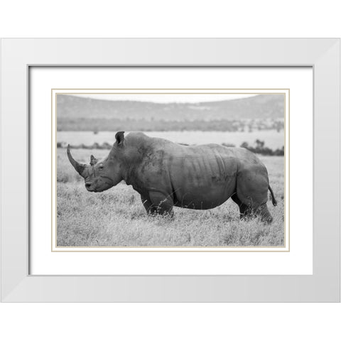 Africa-Kenya-Laikipia Plateau-Ol Pejeta Conservancy-Southern white rhinocero-lone male White Modern Wood Framed Art Print with Double Matting by Hopkins, Cindy Miller