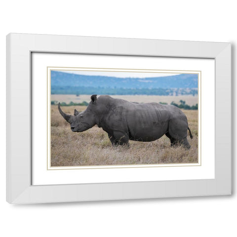 Africa-Kenya-Laikipia Plateau-Ol Pejeta Conservancy-Southern white rhinoceros-lone male White Modern Wood Framed Art Print with Double Matting by Hopkins, Cindy Miller