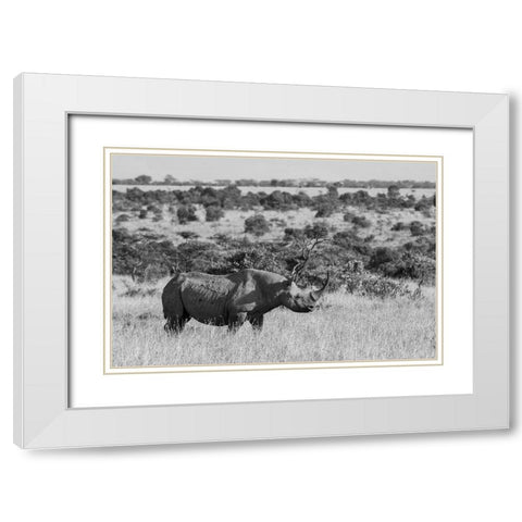 Africa-Kenya-Ol Pejeta Conservancy-Black rhinoceros-aka hook-lipped-Critically Endangered species White Modern Wood Framed Art Print with Double Matting by Hopkins, Cindy Miller