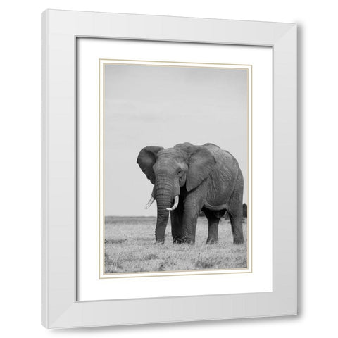 Africa-Kenya-Laikipia Plateau-Ol Pejeta Conservancy-African elephant White Modern Wood Framed Art Print with Double Matting by Hopkins, Cindy Miller