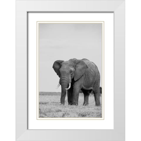 Africa-Kenya-Laikipia Plateau-Ol Pejeta Conservancy-African elephant White Modern Wood Framed Art Print with Double Matting by Hopkins, Cindy Miller