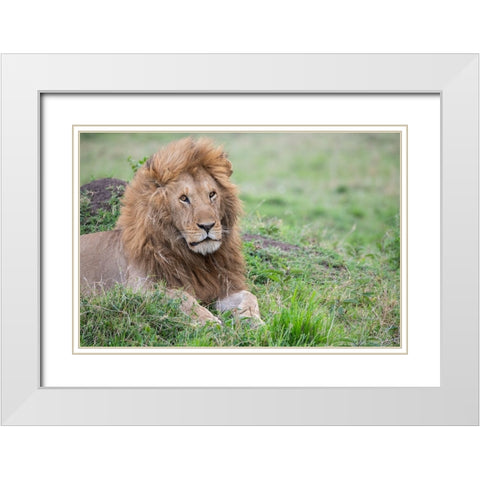 Africa-Kenya-Northern Serengeti Plains-Maasai Mara-Male lion White Modern Wood Framed Art Print with Double Matting by Hopkins, Cindy Miller