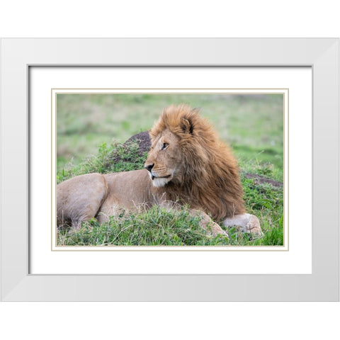 Africa-Kenya-Northern Serengeti Plains-Maasai Mara-Male lion White Modern Wood Framed Art Print with Double Matting by Hopkins, Cindy Miller