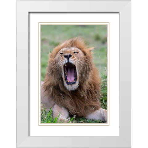 Africa-Kenya-Serengeti Plains-Maasai Mara-Male lion yawning White Modern Wood Framed Art Print with Double Matting by Hopkins, Cindy Miller