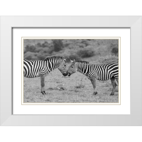 Africa-Kenya-Serengeti-Maasai Mara-Plains zebra aka common or Burchells zebra White Modern Wood Framed Art Print with Double Matting by Hopkins, Cindy Miller