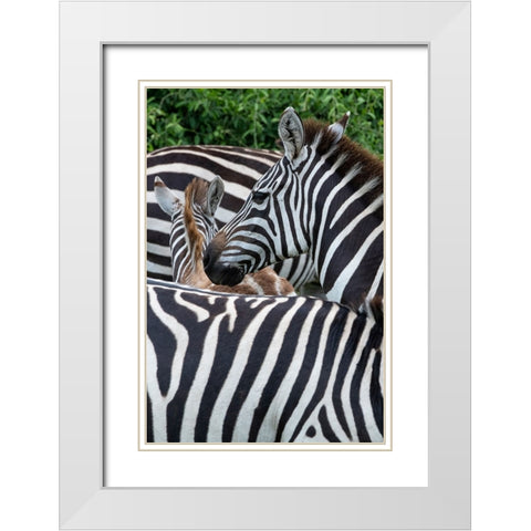 Africa-Kenya-Serengeti Plains-Maasai Mara-Plains zebra aka common or Burchells zebra White Modern Wood Framed Art Print with Double Matting by Hopkins, Cindy Miller