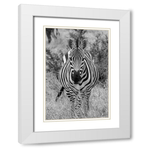 Africa-Kenya-Serengeti Plains-Maasai Mara-Plains zebra aka Burchells zebra White Modern Wood Framed Art Print with Double Matting by Hopkins, Cindy Miller