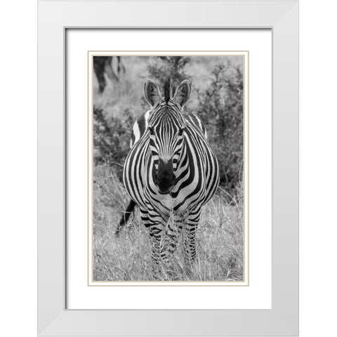 Africa-Kenya-Serengeti Plains-Maasai Mara-Plains zebra aka Burchells zebra White Modern Wood Framed Art Print with Double Matting by Hopkins, Cindy Miller