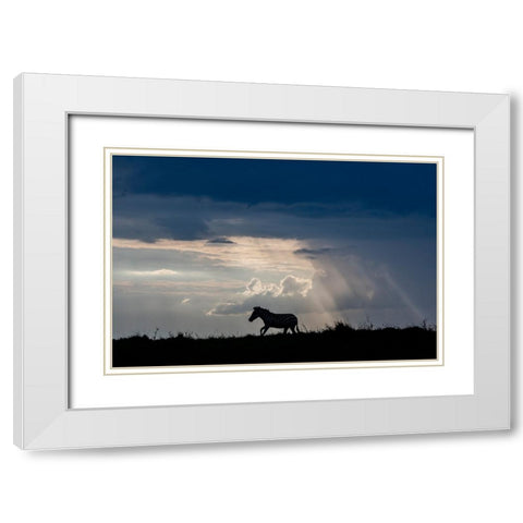 Africa-Kenya-Serengeti-Maasai Mara-Burchells zebra-Sihouette of zebra White Modern Wood Framed Art Print with Double Matting by Hopkins, Cindy Miller