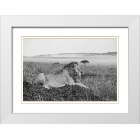 Africa-Kenya-Serengeti-Maasai Mara-Young male lion in typical Serengeti plains habitat White Modern Wood Framed Art Print with Double Matting by Hopkins, Cindy Miller