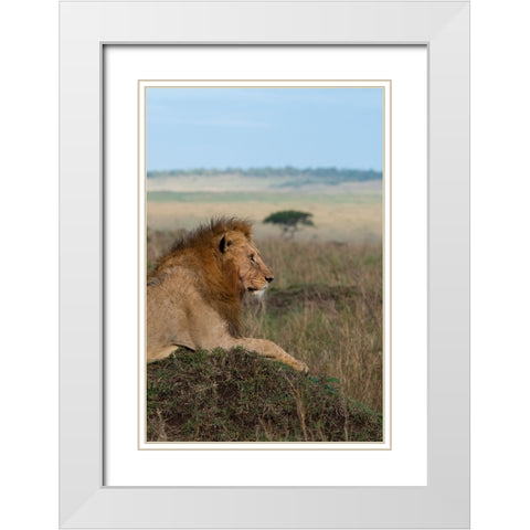 Africa-Kenya-Serengeti Plains-Maasai Mara-Young male lion in typical Serengeti habitat White Modern Wood Framed Art Print with Double Matting by Hopkins, Cindy Miller