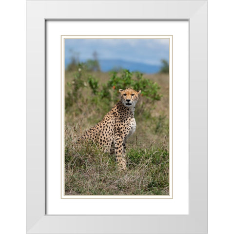 Africa-Kenya-Serengeti Plains-Maasai Mara-Female cheetah-endangered species White Modern Wood Framed Art Print with Double Matting by Hopkins, Cindy Miller