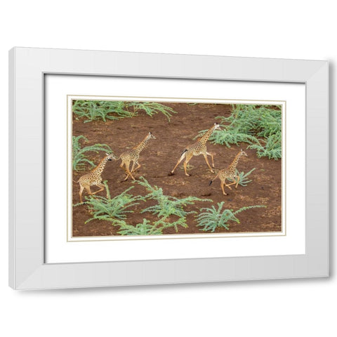 Africa-Kenya-Shompole-Aerial view herd of Giraffes running in Shompole Conservancy in Rift Valley White Modern Wood Framed Art Print with Double Matting by Souders, Paul