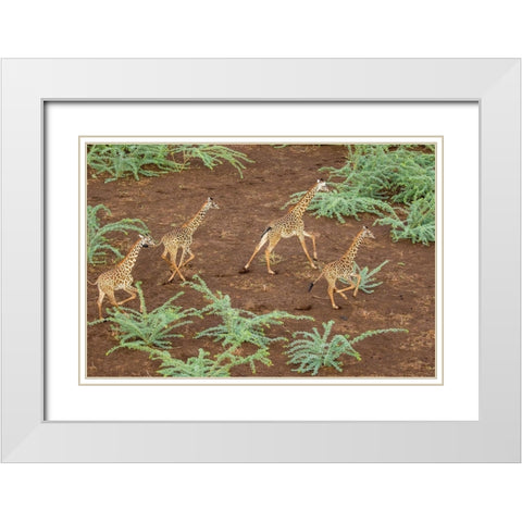 Africa-Kenya-Shompole-Aerial view herd of Giraffes running in Shompole Conservancy in Rift Valley White Modern Wood Framed Art Print with Double Matting by Souders, Paul