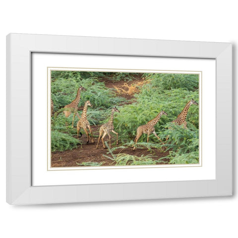 Africa-Kenya-Shompole-Aerial view herd of Giraffes walking in Shompole Conservancy in Rift Valley White Modern Wood Framed Art Print with Double Matting by Souders, Paul