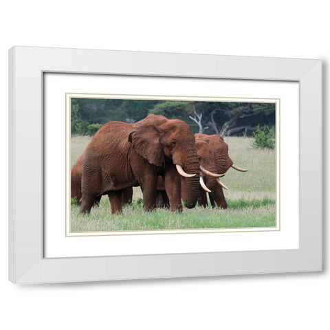 African elephants-Loxodonta africana-Tsavo-Kenya White Modern Wood Framed Art Print with Double Matting by Pitamitz, Sergio