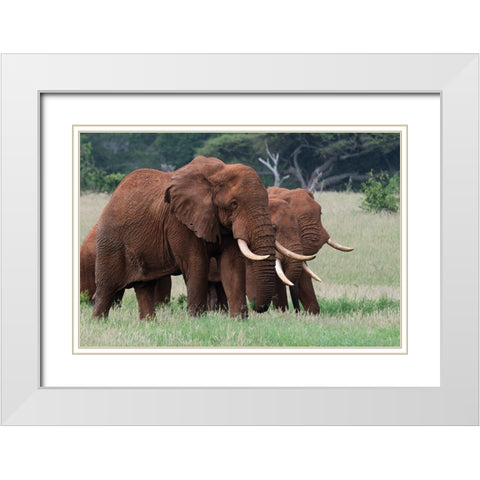 African elephants-Loxodonta africana-Tsavo-Kenya White Modern Wood Framed Art Print with Double Matting by Pitamitz, Sergio