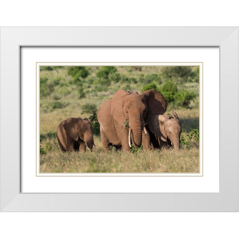 A female African elephant-Loxodonta africana-and calves-Lualenyi-Tsavo-Kenya White Modern Wood Framed Art Print with Double Matting by Pitamitz, Sergio