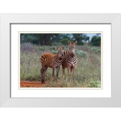 Plains zebra-Equus quagga-and calf-Tsavo-Kenya White Modern Wood Framed Art Print with Double Matting by Pitamitz, Sergio