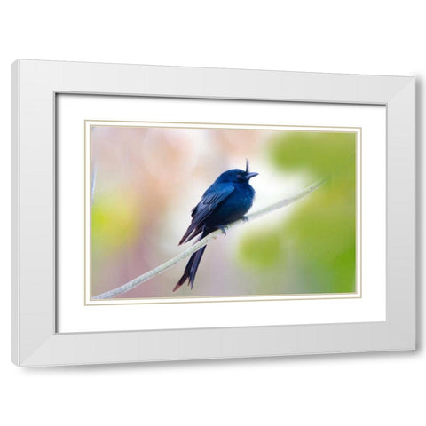Madagascar Crested drongo perched on limb White Modern Wood Framed Art Print with Double Matting by Williams, Joanne