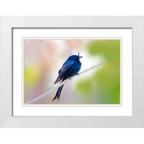 Madagascar Crested drongo perched on limb White Modern Wood Framed Art Print with Double Matting by Williams, Joanne